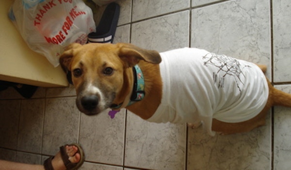 Aafp: Even Loved By Dogs T-Shirt Photo