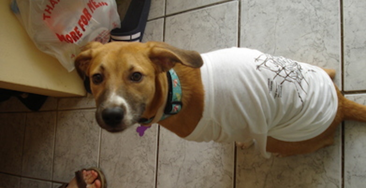 Aafp: Even Loved By Dogs T-Shirt Photo