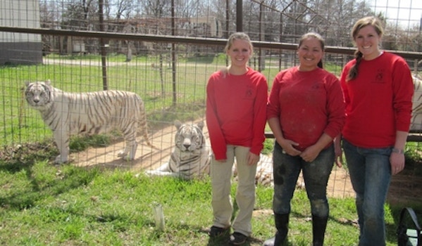 Tigers And T Shirts T-Shirt Photo