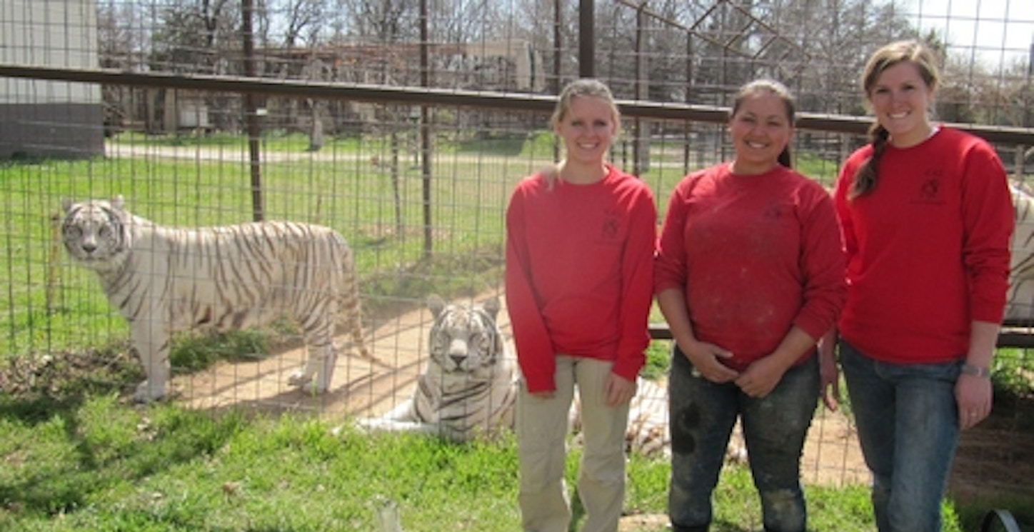 Tigers And T Shirts T-Shirt Photo