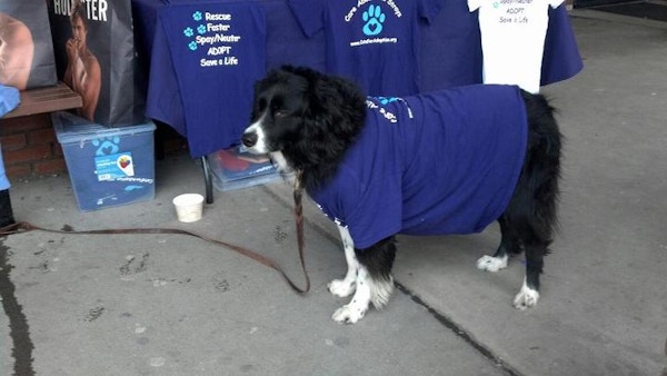 Even Dogs Can Help Raser Money For Cat Rescue! T-Shirt Photo