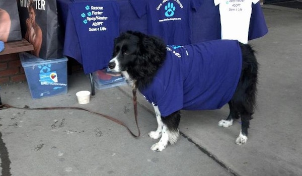 Even Dogs Can Help Raser Money For Cat Rescue! T-Shirt Photo