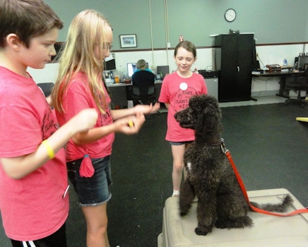 Dog Training At Paws And Claws Camp T-Shirt Photo