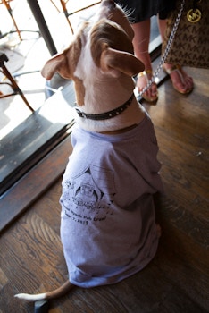 2013 Nyack Pub Crawl Mascot T-Shirt Photo