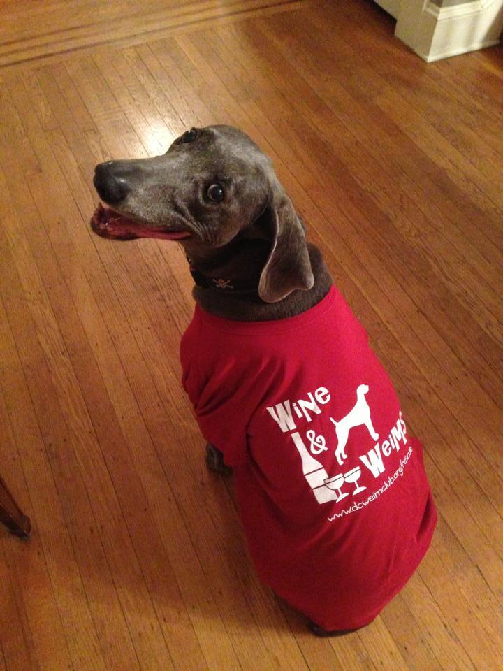Josie ( A Rescued Weimaraner) Models The Fundraising Shirt! T-Shirt Photo