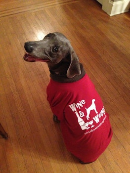 Josie ( A Rescued Weimaraner) Models The Fundraising Shirt! T-Shirt Photo