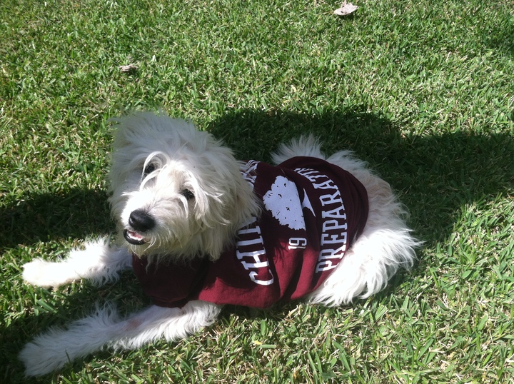 Sammy's School Spirit T-Shirt Photo