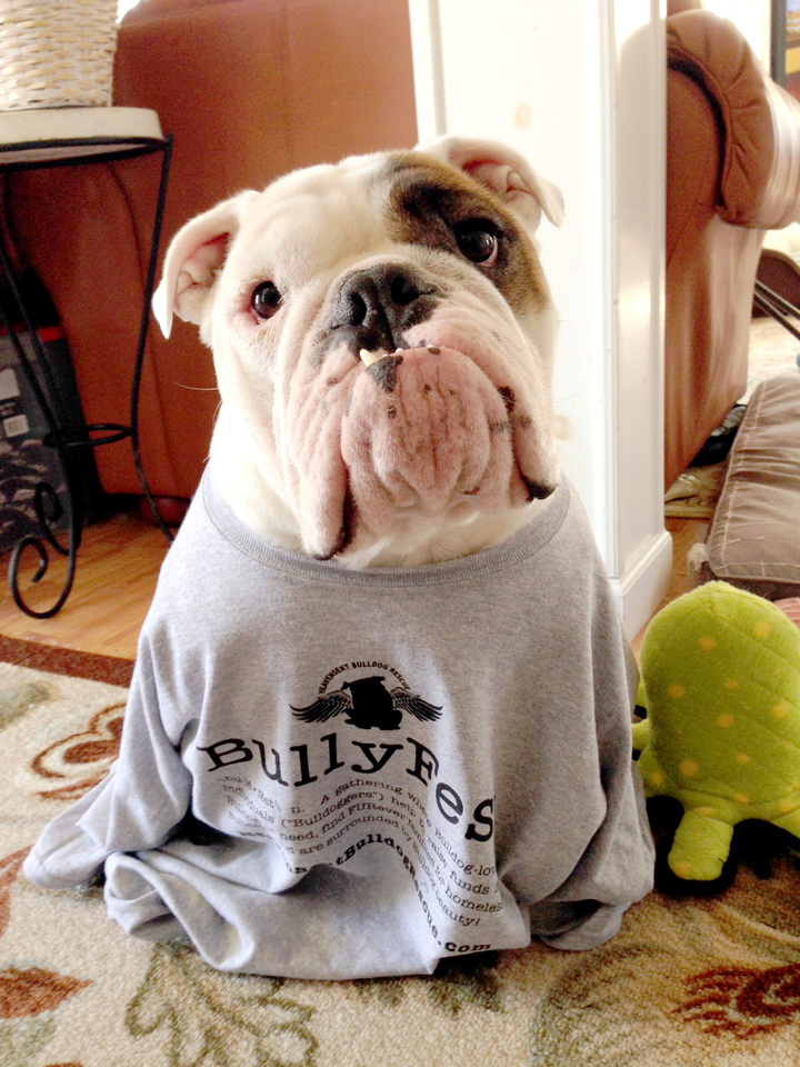 english bulldog tee shirts