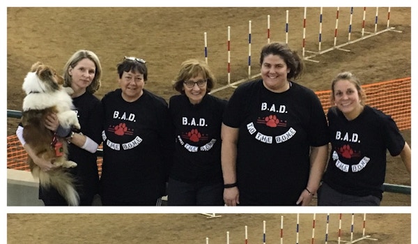 Bad Dogs T-Shirt Photo